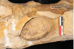 Foto (Detailansicht) von Trigonocarpus sp.  (NHMW-GEO-2024-0188-11160)